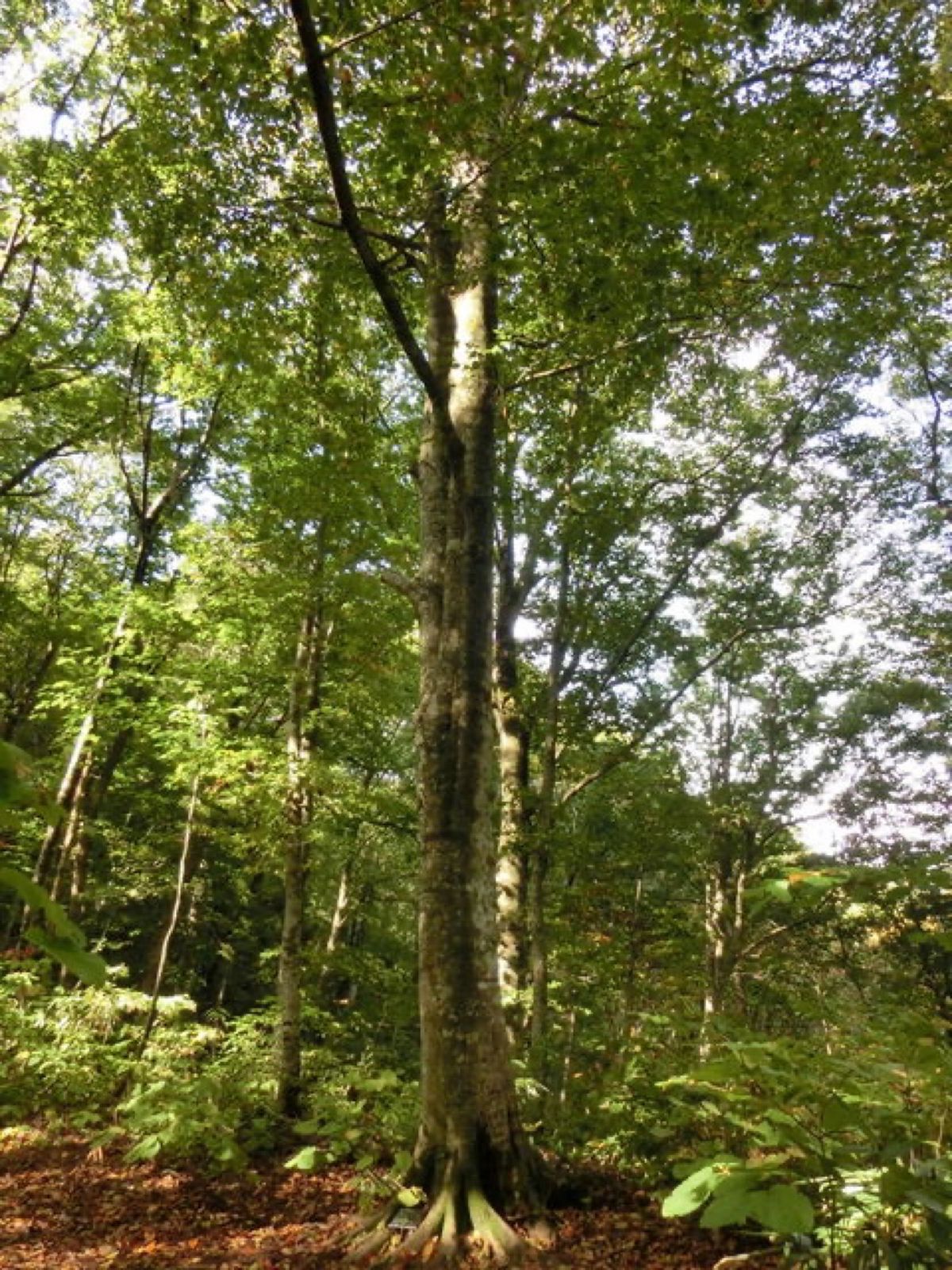 全ては暗門渓谷にある世界遺産の径、ブナ林散策道コースです📷