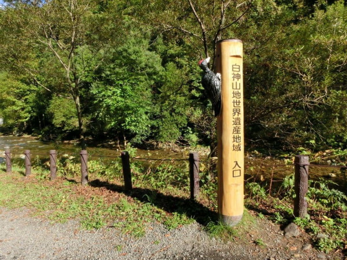 全ては暗門渓谷にある世界遺産の径、ブナ林散策道コースです📷