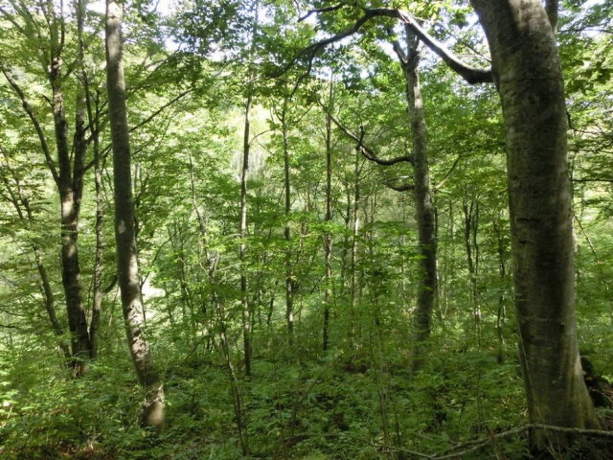 全ては暗門渓谷にある世界遺産の径、ブナ林散策道コースです📷