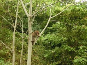 1枚目はニホンザル、2枚目は白神ラインにある滝、3枚目は日本海側から見た白...