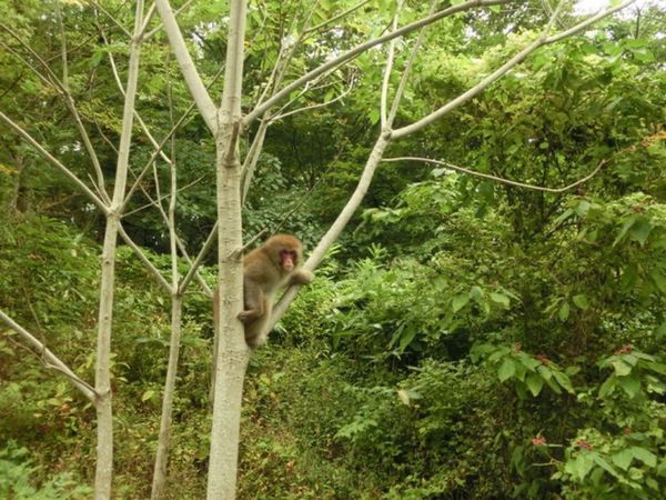 日本・青森県「世界遺産「白神山地」」の写真：1枚目はニホンザル、2枚目は白神ラインに...