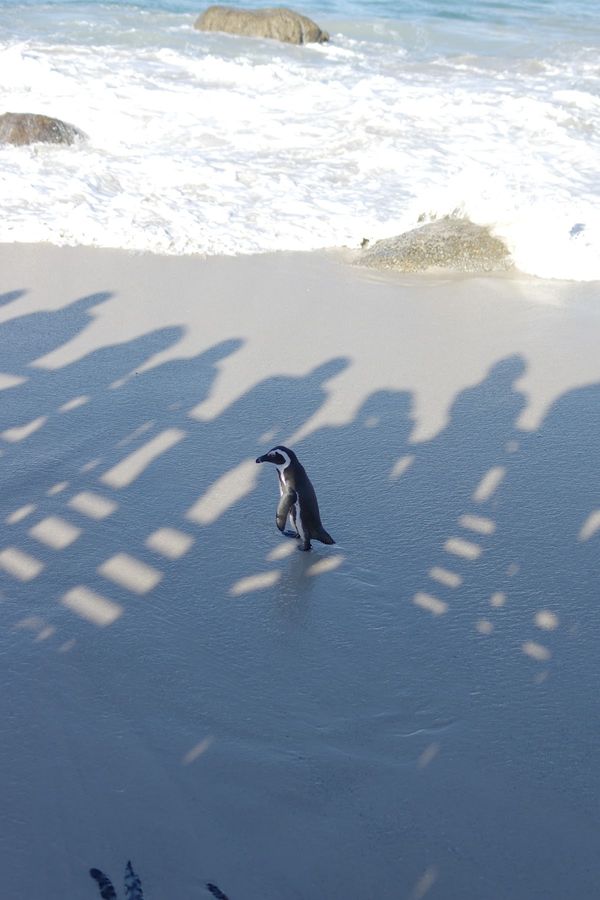 南アフリカ・ケープタウン「Africa」の写真