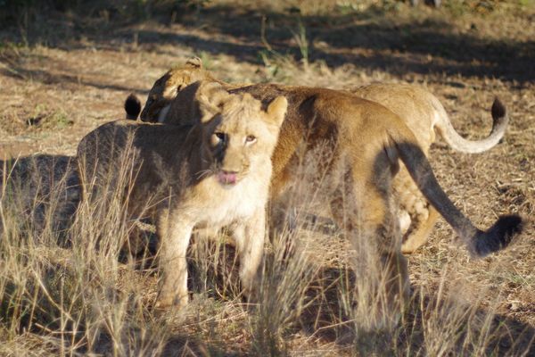 ジンバブエ・ビクトリアフォールズ「Africa」の写真