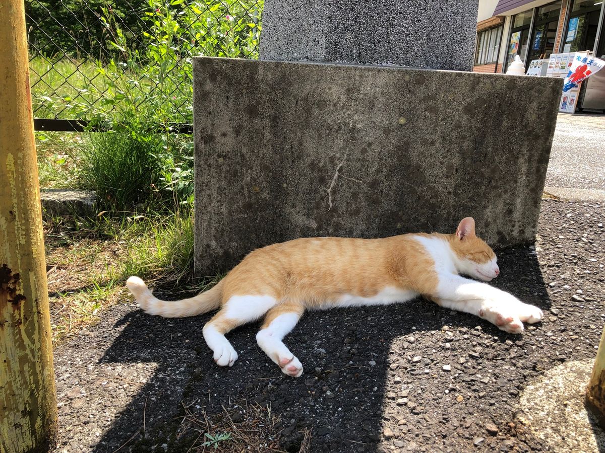 龍王峡の虹見の滝
レモン(猫)可愛かったなぁ
緑を見ながらお蕎麦