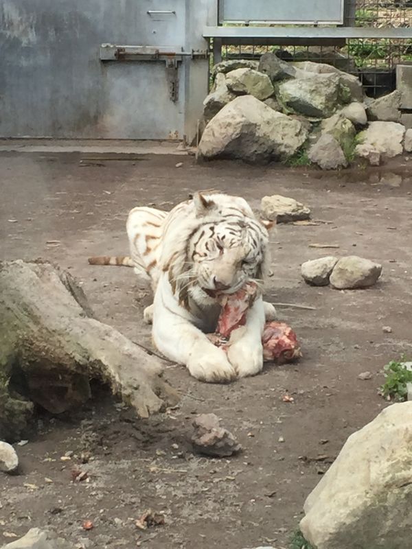 日本・静岡「伊豆バス旅行」の写真