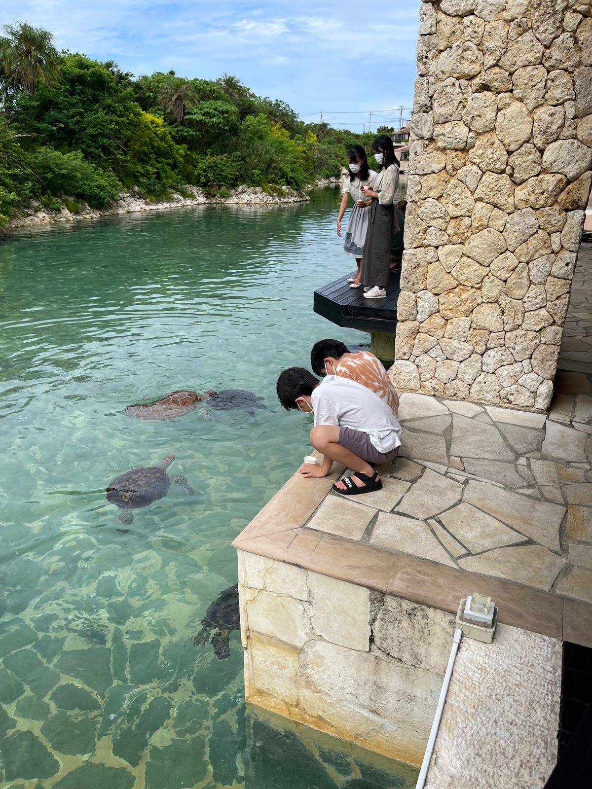 シギラ　アラマンダには亀がいて毎朝餌付けが行われています。