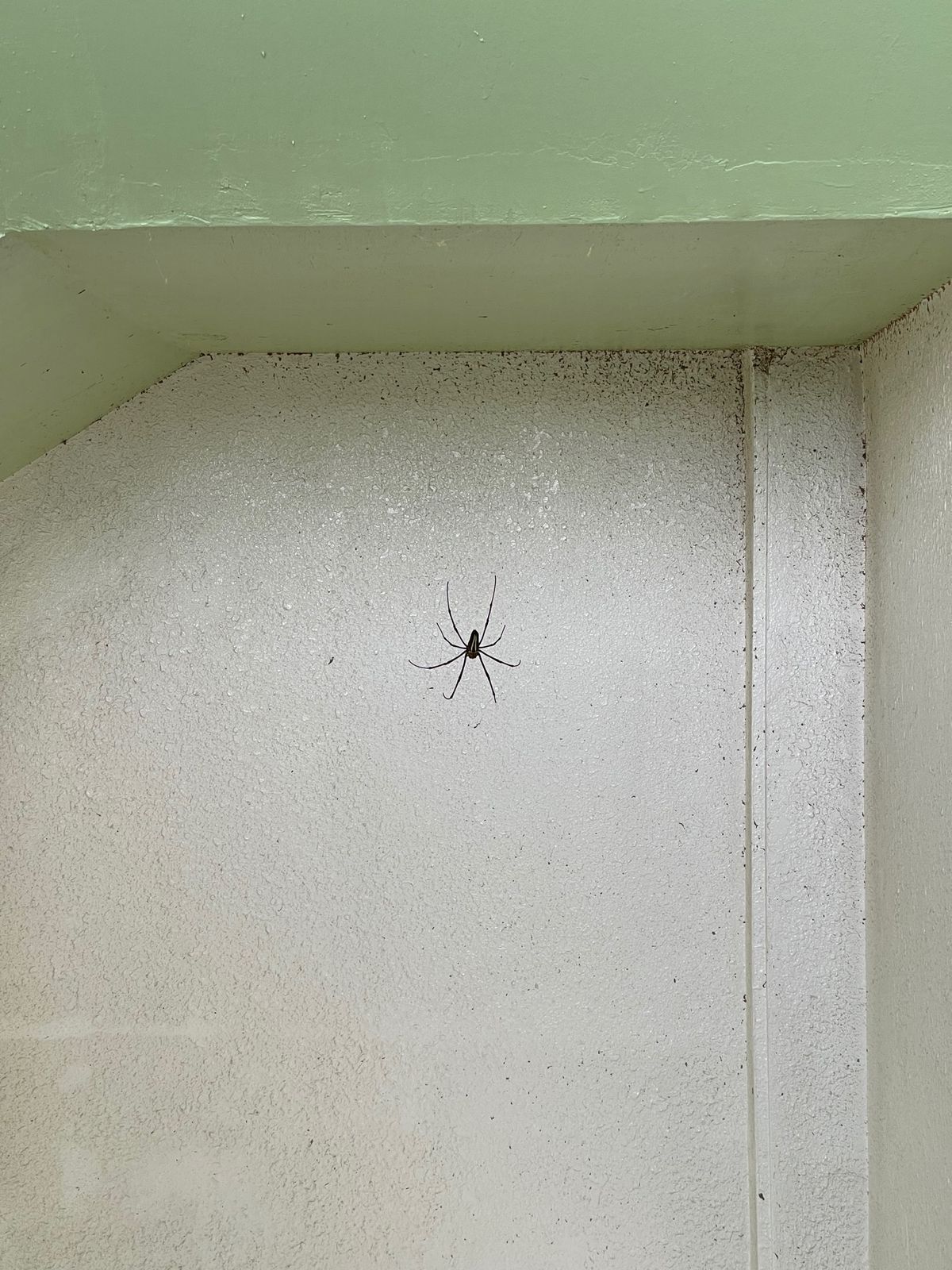 来間島「竜宮城展望台」
眺めは綺麗だったんですがめっちゃでっかい蜘蛛がめっ...