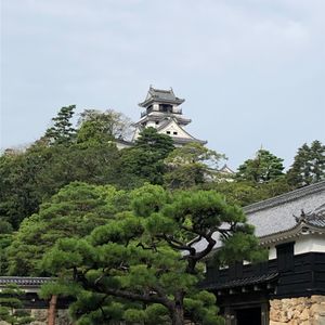 ひろめ市場はやいろ亭と珍味堂がお気に入り

廿代橋
のれそれと虎杖の炒め物...