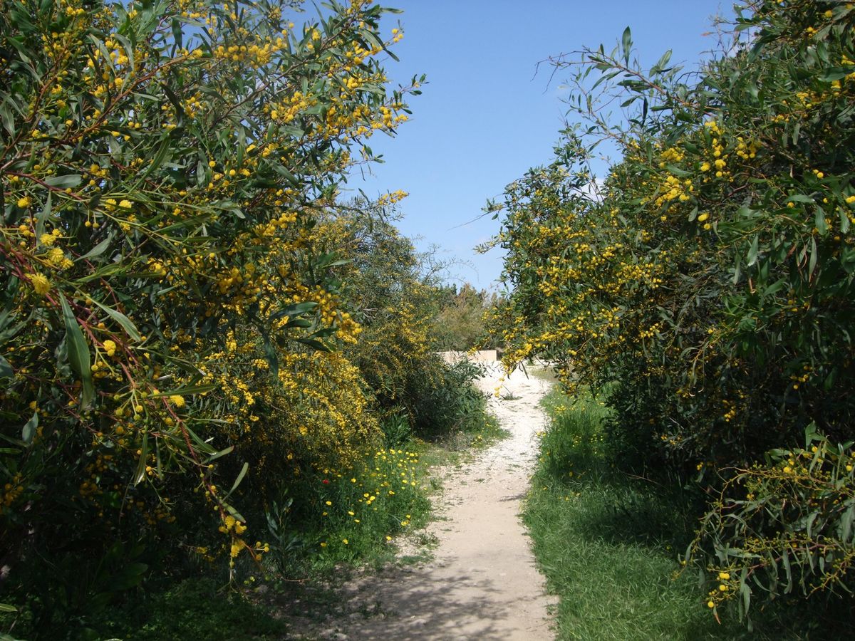 キプロス　パフォス
古代の王家の墓が地下から掘り出されている
周囲はエニシ...