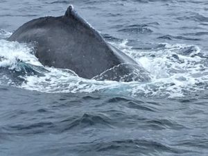 島遊び
ホエールウォッチングに父島周遊