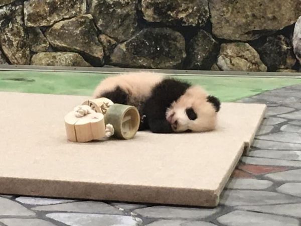 日本・和歌山県「南紀白浜旅行」の写真：母子共にお昼寝中
パンダグルメおもしろい
