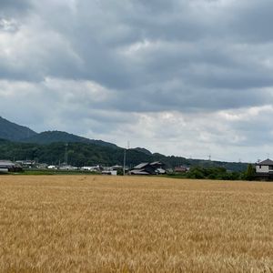その2
麦秋は、秋ではなくて初夏の季語。
しっかし、天気悪いな！