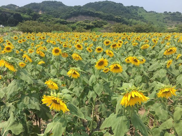 日本・愛知県「愛知ひまわり鑑賞」の写真：ひまわり満開