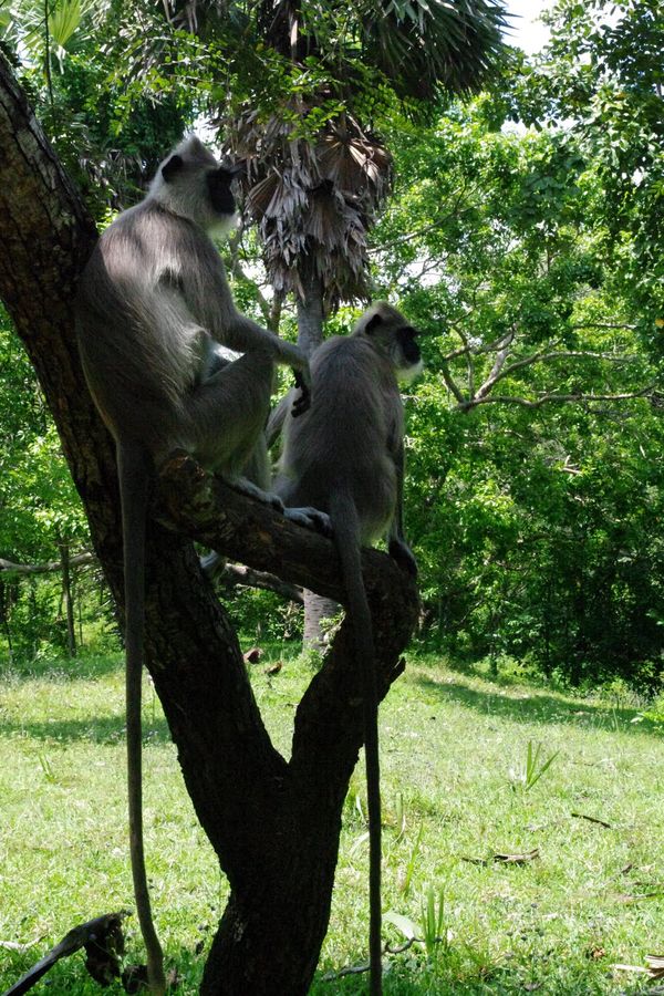 スリランカ・コロンボ「Sri Lanka 」の写真