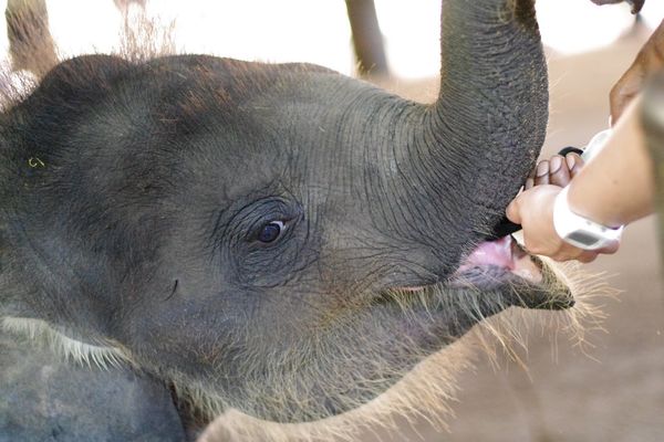 スリランカ・コロンボ「Sri Lanka 」の写真