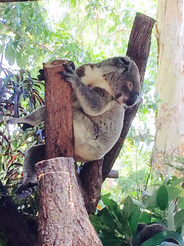 「新婚旅行」の写真：コアラ