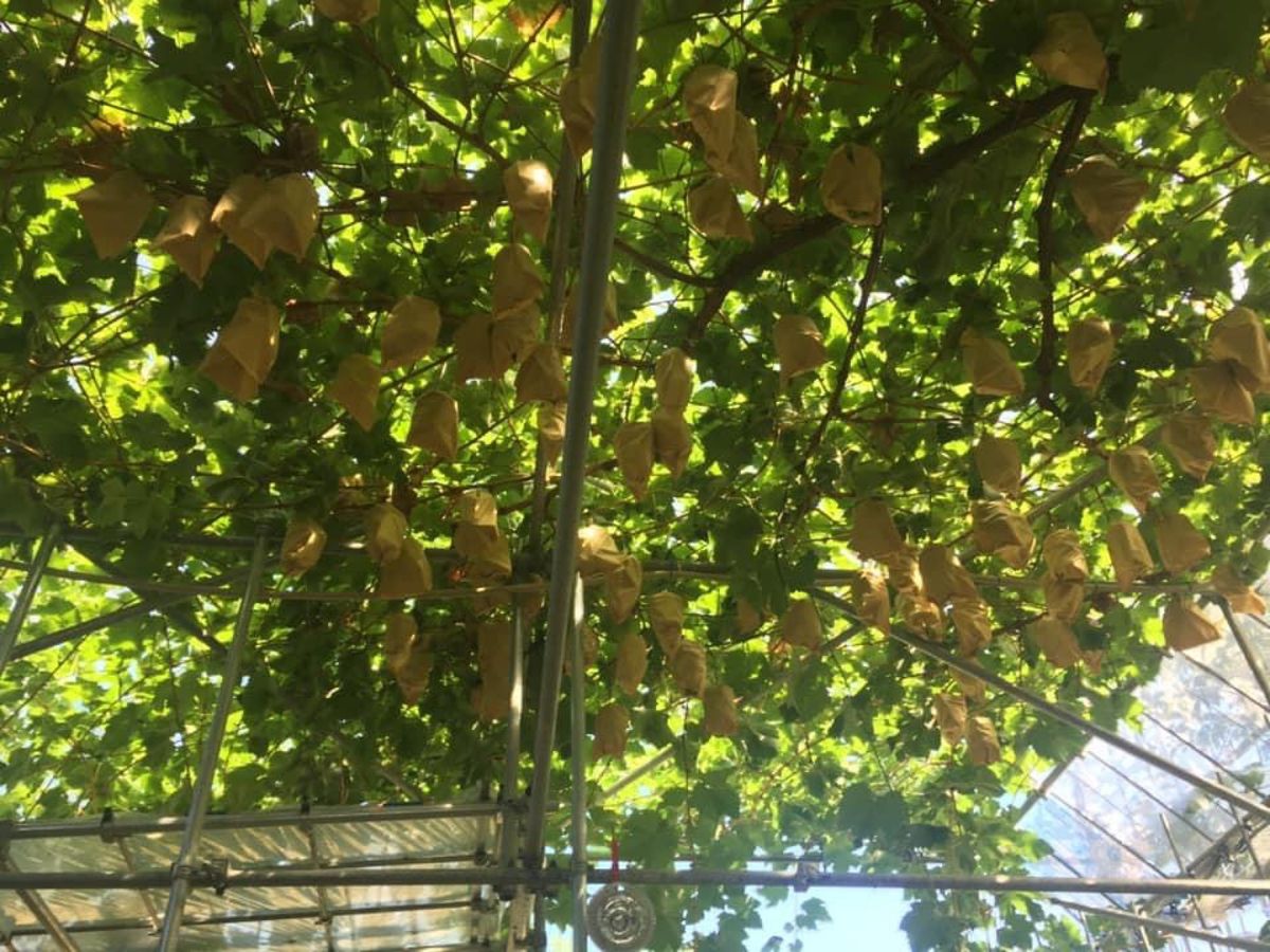 宿沢フルーツ農園でぶどう狩り
特急かいじで