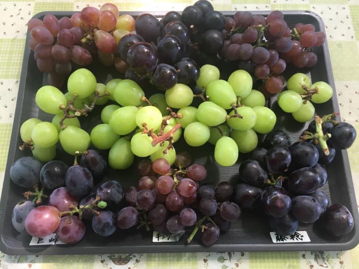 宿沢フルーツ農園でぶどう狩り
特急かいじで