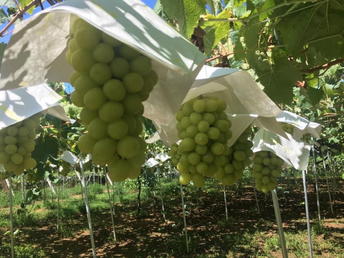 宿沢フルーツ農園でぶどう狩り
特急かいじで