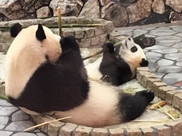 日本・和歌山県「紀伊半島ドライブ」の写真：子パンダ彩浜、お母さんのマネ