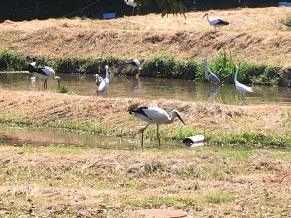 日本・竹田城跡「北兵庫の旅」の写真：コウノトリ沢山！