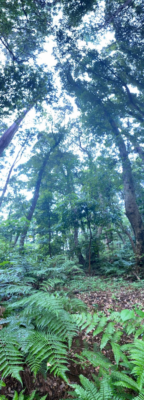 日本・茨城県「鹿島神宮、潮来あやめ祭り」の写真