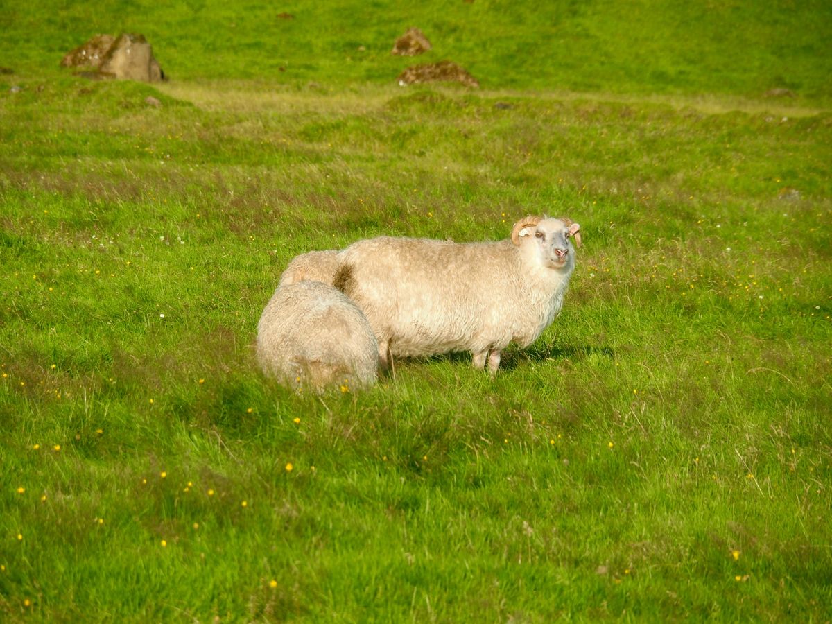 スコゥガフォス
アイスランド南部にある大きな滝。
まさに滝のイメージそのも...
