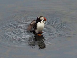 パフィンの訪れる海岸にて
アイスランドを代表する鳥パフィン。
その表情や魚...