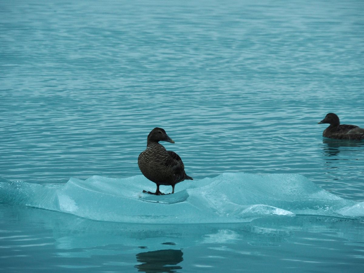 ヨークルスアゥルロゥン
アイスランドの南側、川から海に流氷が流れていく場所...