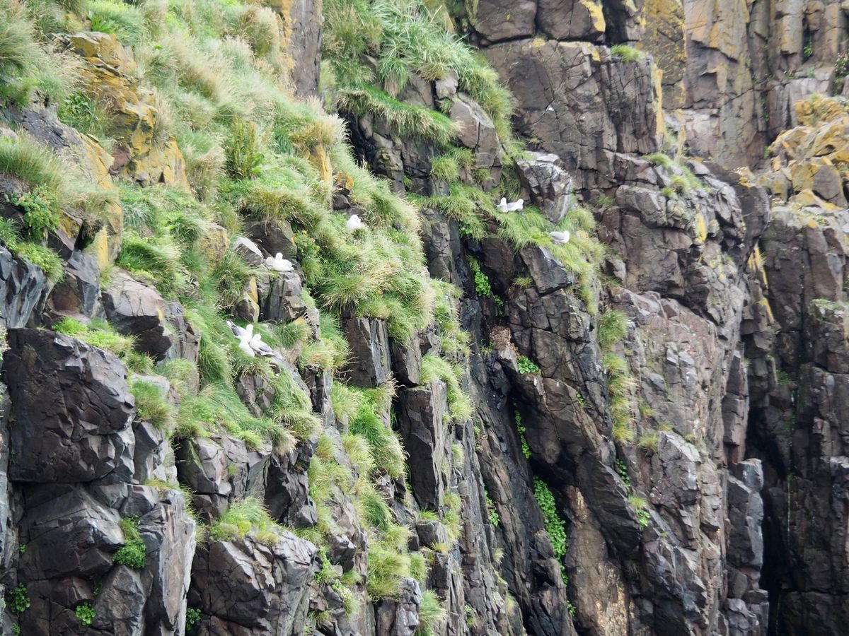 パフィンの訪れる海岸にて
アイスランドを代表する鳥パフィン。
その表情や魚...