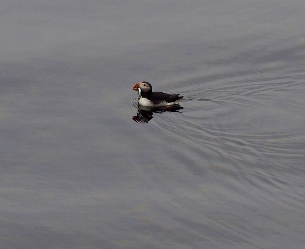 パフィンの訪れる海岸にて
アイスランドを代表する鳥パフィン。
その表情や魚...