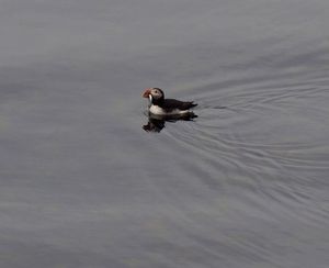 パフィンの訪れる海岸にて
アイスランドを代表する鳥パフィン。
その表情や魚...