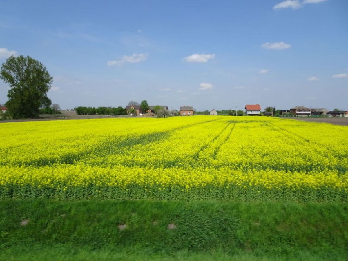 1枚目はポーランド国内移動中の景色、2枚目は菜の花の景色、3枚目は聖十字架...