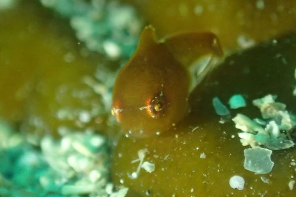 日本・福井県「ダンゴ」の写真