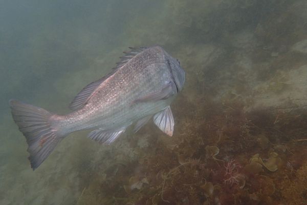 日本・和歌山県「白浜〜」の写真