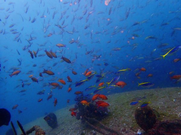 日本・和歌山県「白浜ラストイベント」の写真