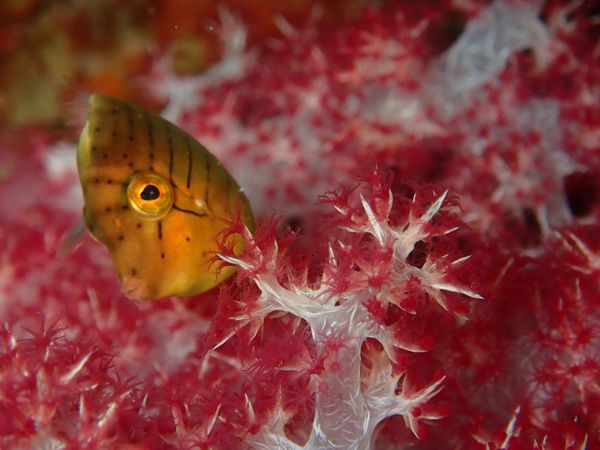 日本・和歌山県「またまた白浜🐼」の写真