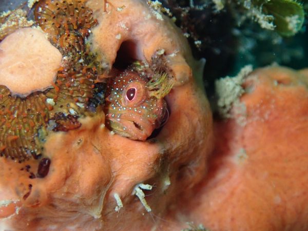 日本・和歌山県「もういい？白浜パート4🐼」の写真