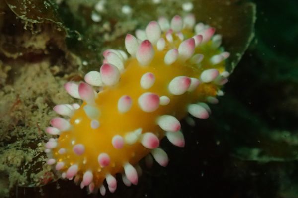 日本・和歌山県「し、白浜パート6🐼」の写真