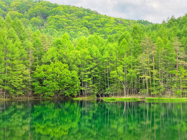 日本・長野県「【長野観光】御射鹿池」の写真