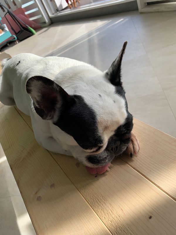 日本・神奈川県箱根「箱根芦ノ湖」の写真：箱根園でわんちゃんとふれあい
宿の乳白湯...