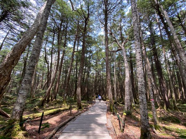 日本・長野県「【長野観光】白駒池」の写真