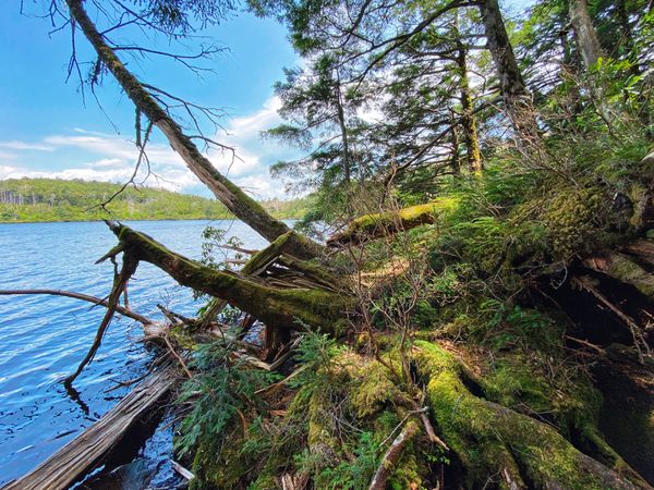日本・長野県「【長野観光】白駒池」の写真