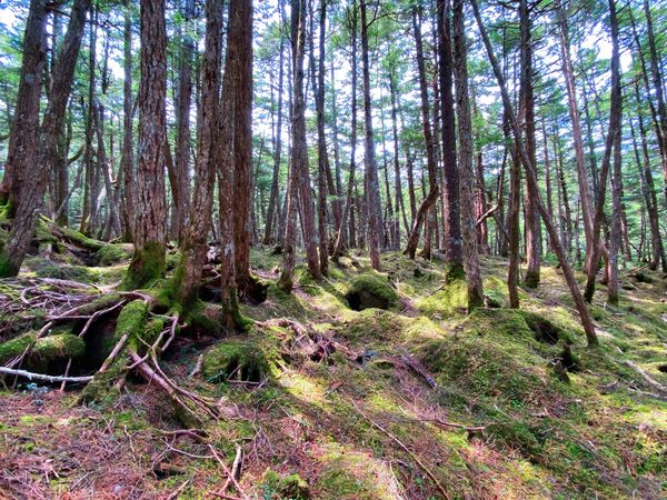 日本・長野県「【長野観光】白駒池」の写真