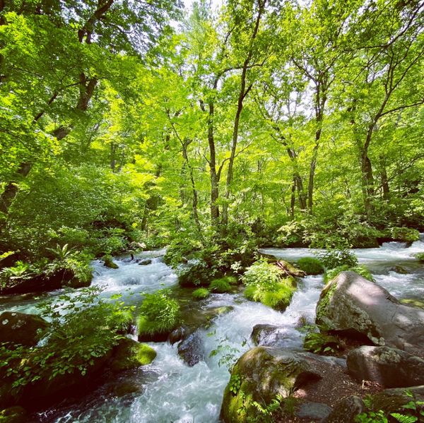 日本・青森県「新緑の奥入瀬渓流」の写真：初めての奥入瀬渓流。
天気も最高で、カモ...