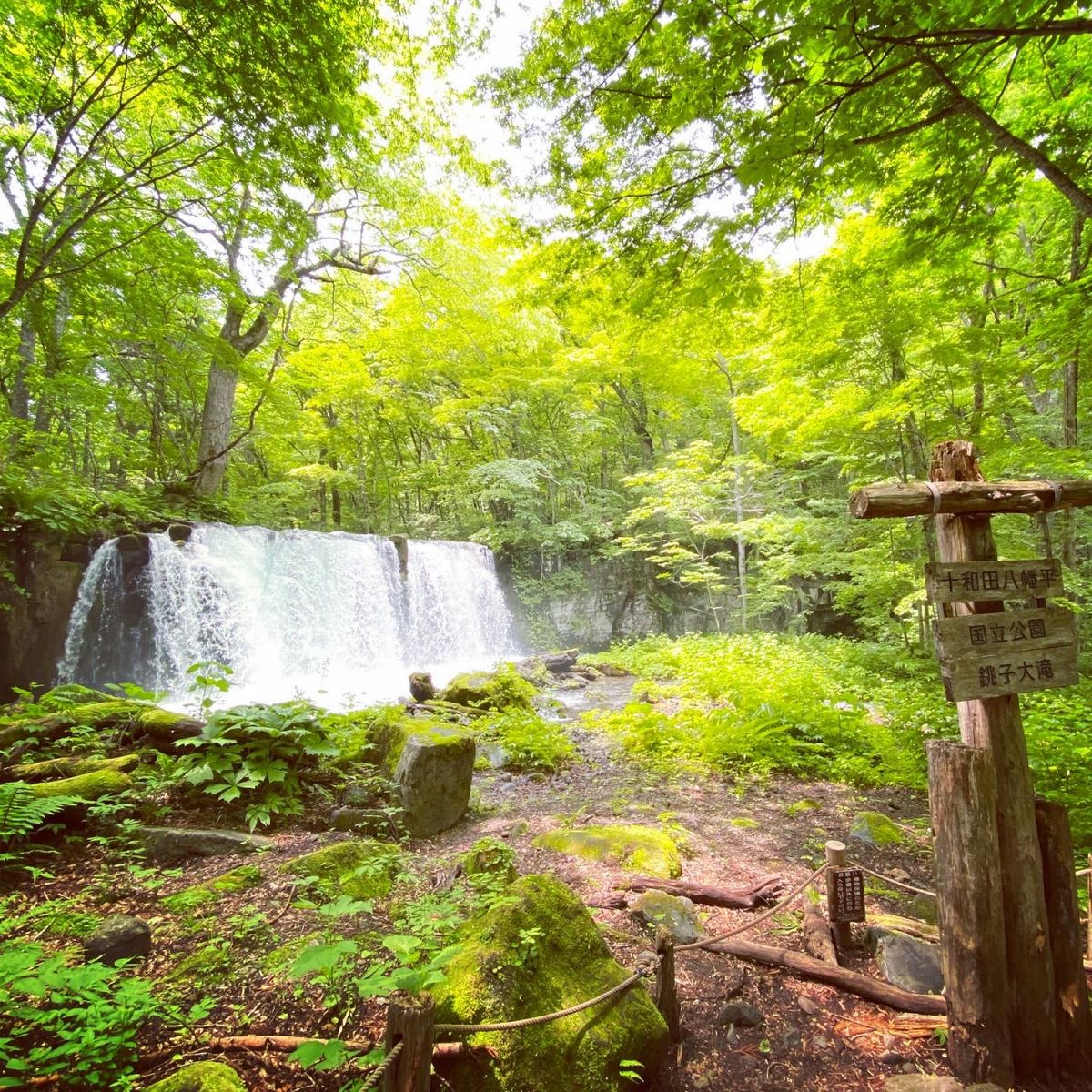 初めての奥入瀬渓流。
天気も最高で、カモシカにも出会えました♪
次回は紅葉...