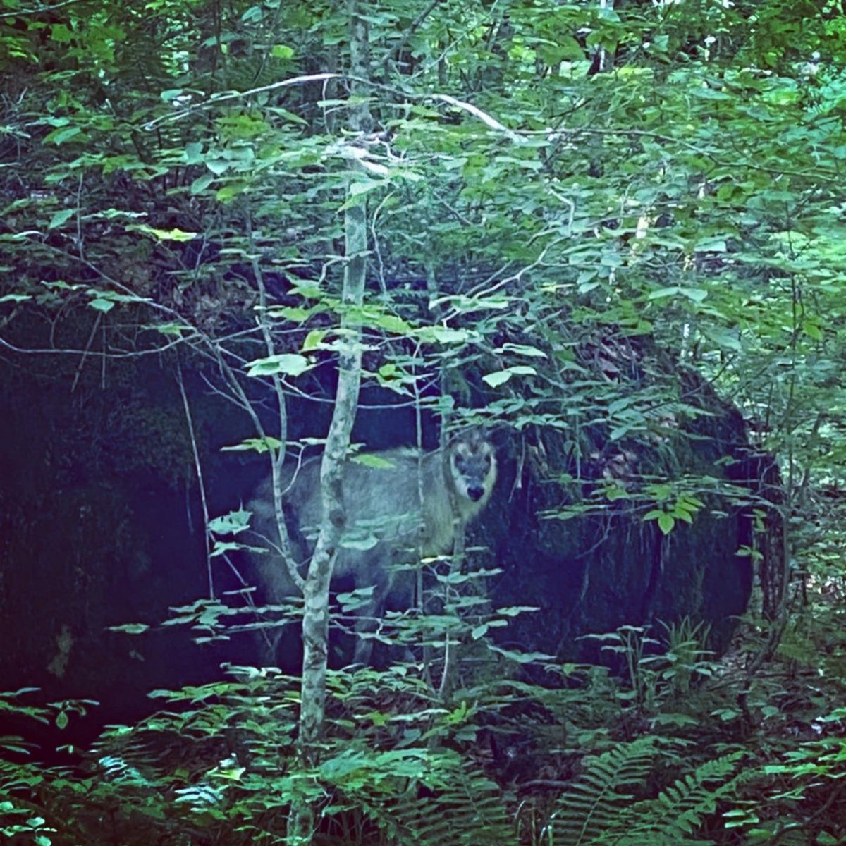 初めての奥入瀬渓流。
天気も最高で、カモシカにも出会えました♪
次回は紅葉...
