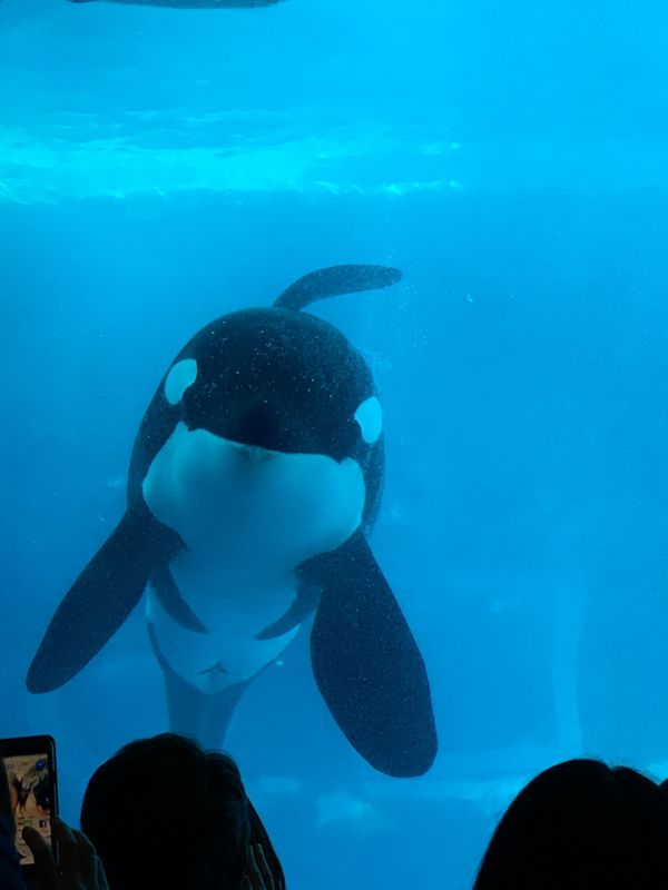 日本・名古屋城「愛知県旅行※現地集合現地解散」の写真