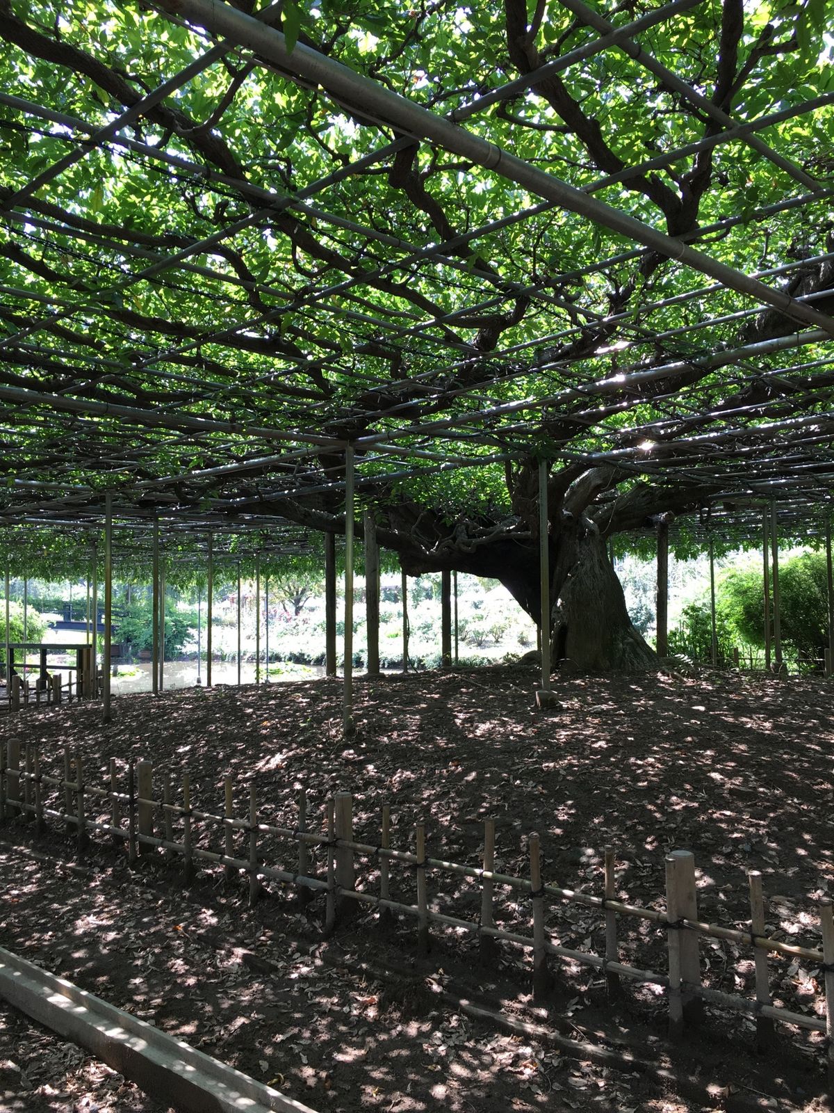 9月のフラワーパークはほぼ花ない