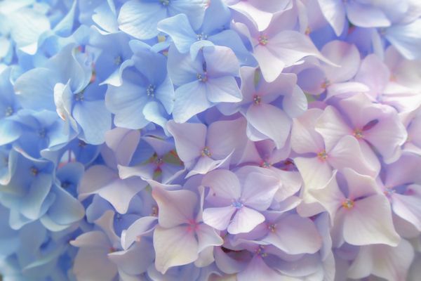 日本・香川県「紫陽花」の写真